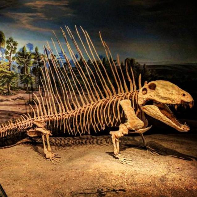 Dimetrodon, drapieżny synapsyd z wczesnego permu (298–272 mln lat temu) na wystawie w Royal Tyrell Museum w Kanadzie.