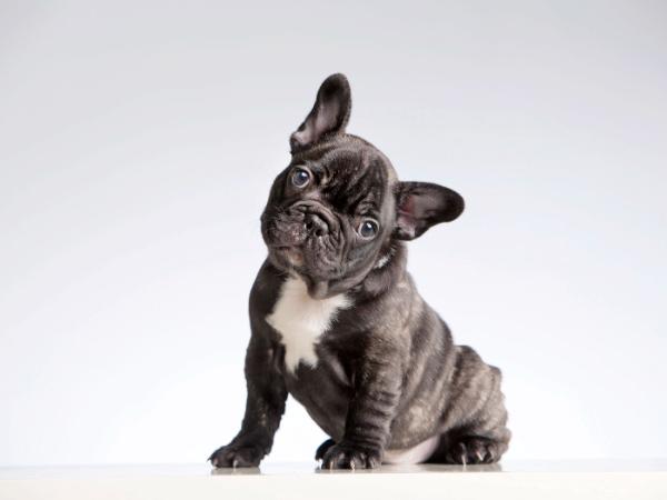 Psy od tysięcy lat towarzyszą ludziom, ale dopiero teraz zaczynamy rozumieć, jak bardzo nas zmieniają.