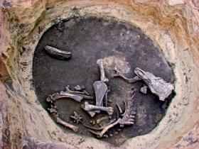 Krzczonowice – jama ze szczątkami złożonej w ofierze krowy.