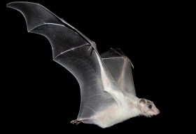 Egipski nietoperz owocowy w locie. Nietoperze owocowe żyją głównie w strefach ciepłych. Pełnią podobną rolę jak owady i ptaki w zapylaniu roślin.