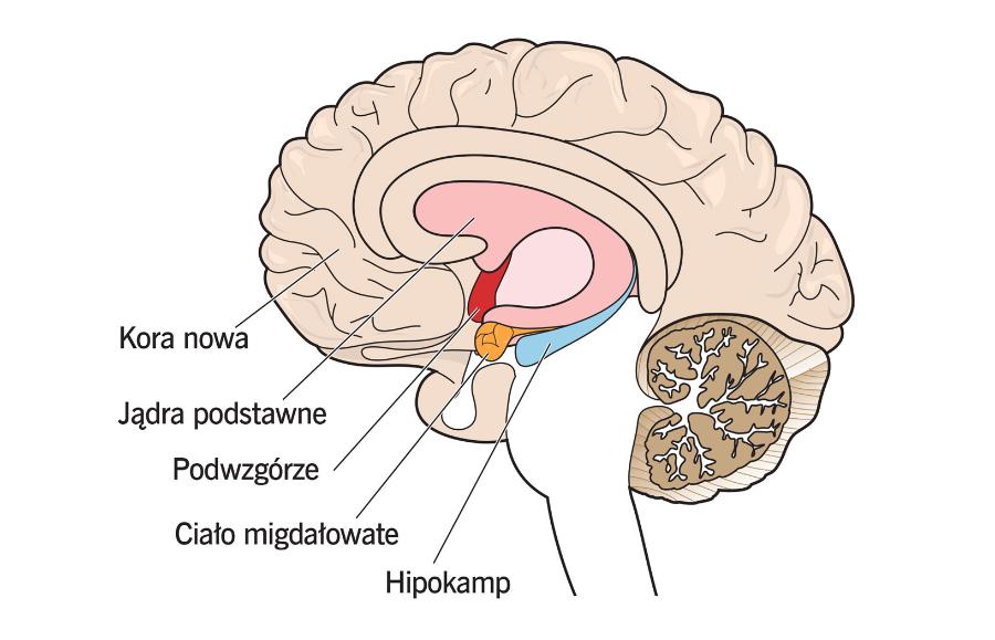 Przekrój przez ludzki mózg z zaznaczonymi obszarami, które odgrywają kluczową rolę w rozwoju społecznym i intelektualnym każdego człowieka.