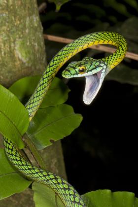 Wąż papuzi. W Madidi żyje ok. 50 gatunków węży. Tereny Parku leżące na wysokościach od 1000 do 3 tys. m są najmniej poznane, wciąż więc odkrywane są nowe gatunki i podgatunki tamtejszej fauny.