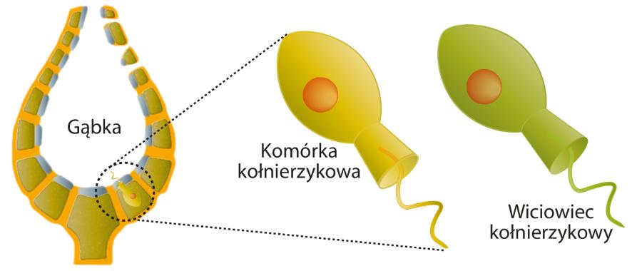 Podobieństwa pomiędzy komórkami kołnierzykowymi gąbek a wiciowcami kołnierzykowymi są od razu widoczne.