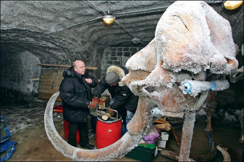Szczątki mamuta wyeksponowano w warstwie wiecznej zmarzliny. To naturalna lodówka.