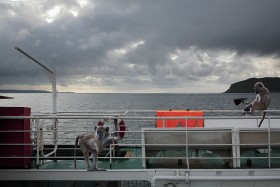 Małpy bardzo chętnie korzystają z ludzkich wynalazków. Lubią skakać na ogrodowych trampolinach, bawiać się piłkami do golfa, a nawet korzystać z ludzkich środków transportu.