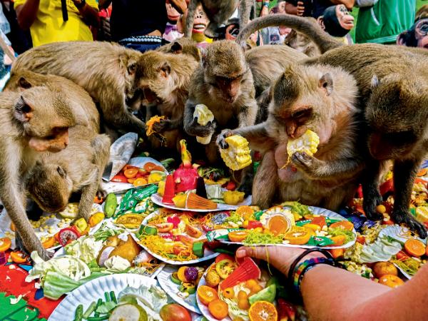 Od roku 1989 tutejsze makaki mają specjalne święto: Dzień Małpiego Bufetu.