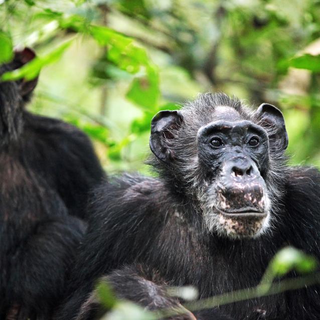 Dziko żyjące szympansice też mają menopauzę