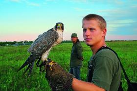 Szacuje, że obecnie w Polsce ok. 150 osób zajmuje się sokolnictwem.