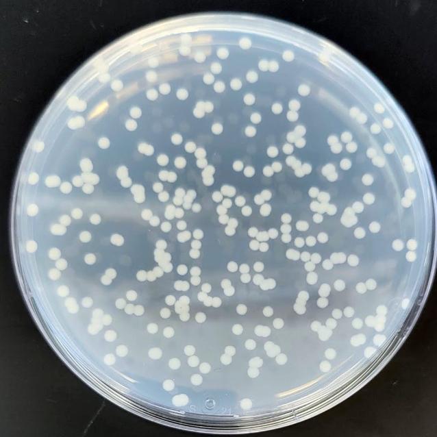 Kolonie Methylotuvimicrobium buryatense posilające się metanem.
