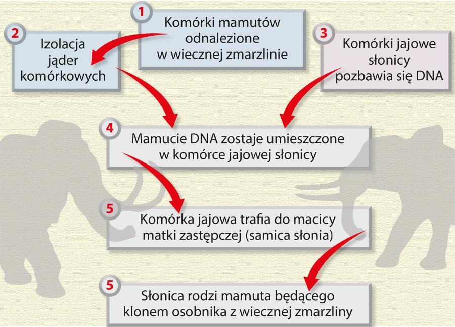 Przywrócenie do życia mamutów wymaga wieloetapowej i skomplikowanej procedury.