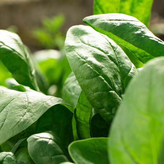 Pulsar - wyjątkowy portal naukowy.