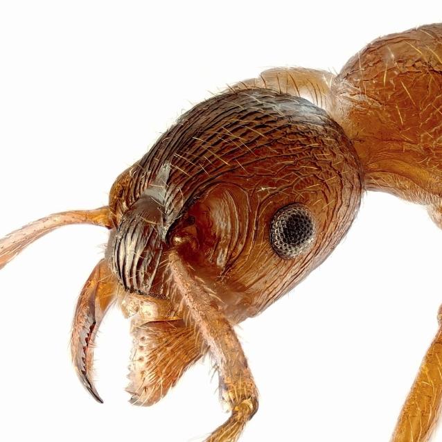 Wścieklica zwyczajna (Myrmica rubra) to niezwykle agresywny gatunek. Występuje także w Polsce.