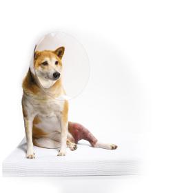 79 proc. Polaków uważa, że zwierzęta odczuwają ból tak samo jak ludzie.