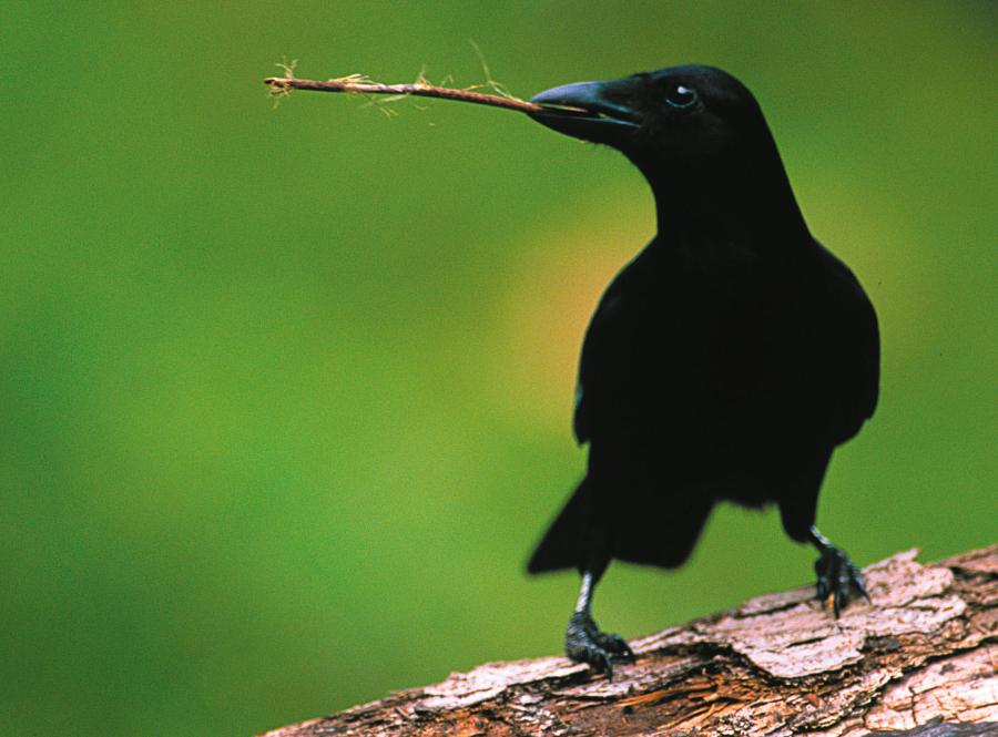 Charakterystyczne dla danego regionu wokalizacje wron nowokaledońskich, znanych z umiejętności wytwarzania narzędzi, być może zostaną rozszyfrowane dzięki SI.