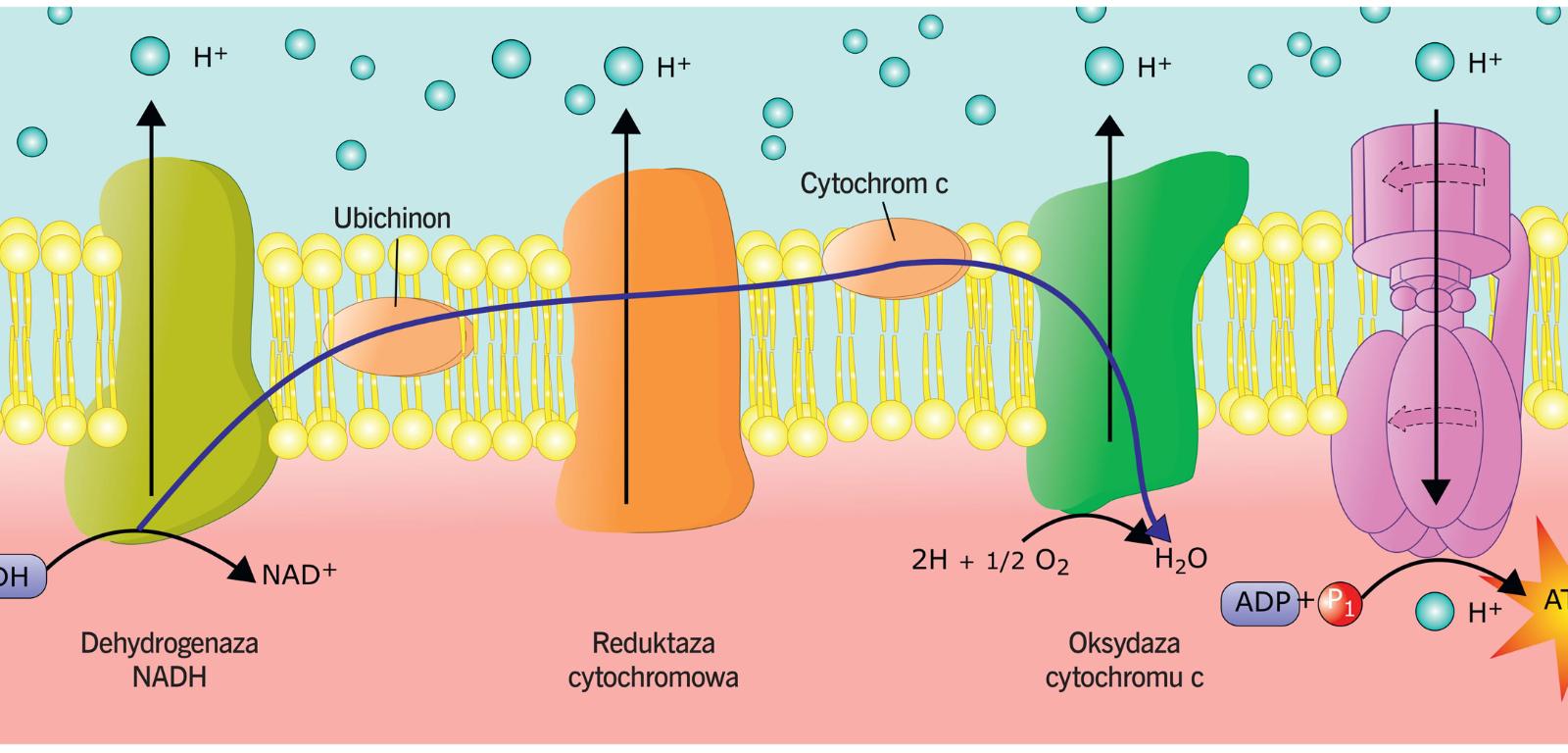 Oksydaza cytochromu c należy do tzw. łańcucha oddechowego, czyli zespołu związków chemicznych w mitochondriach, które produkują ATP – nośnik energii chemicznej niezbędnej w metabolizmie komórki.