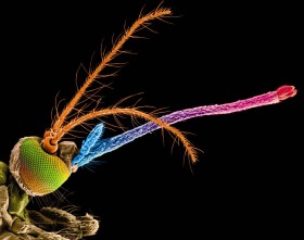 Samica komara potrafi wypić od 0,001 do 0,01 ml krwi (w zależności od gatunku); po ok.2-3 dniach od ukąszenia składa jaja.