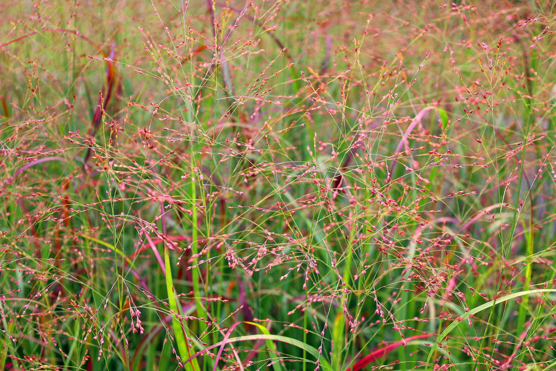 Nasi przodkowie zmienili dietę i zęby. Sęk w kolejności