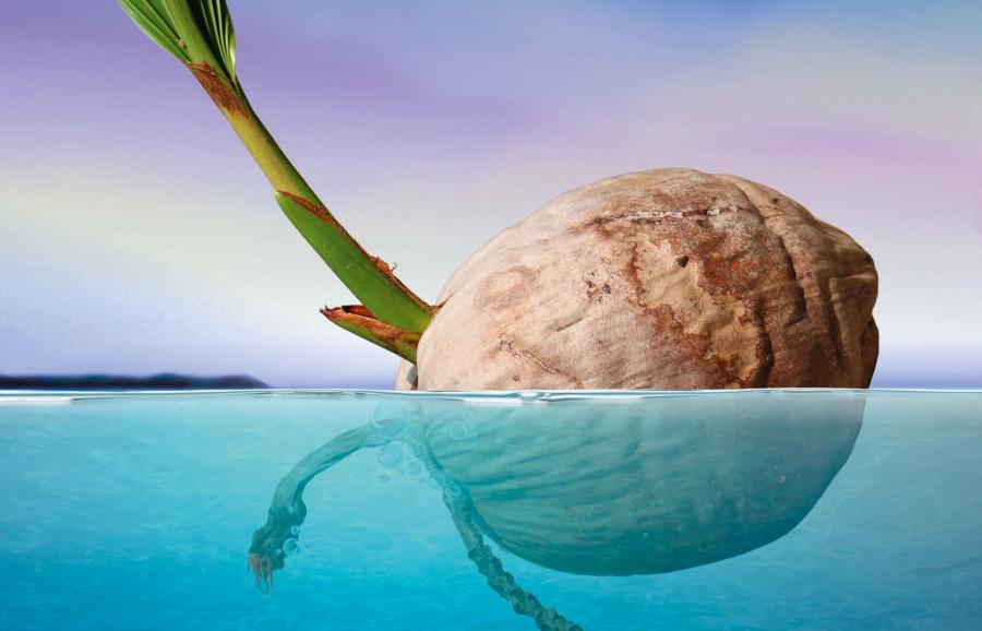 Kiełkujący kokos, dryfujący w poszukiwaniu miejsca na zakorzenienie.