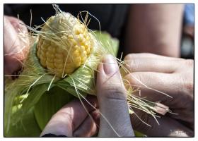 Dariusz Matuszka: „Kukurydza MON810 dawała znacznie lepsze plony, poza tym nie musiałem jej pryskać żadną chemią zabijająca szkodniki.”