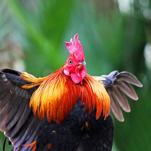 kur bankiwa (gallus gallus spadiceus).