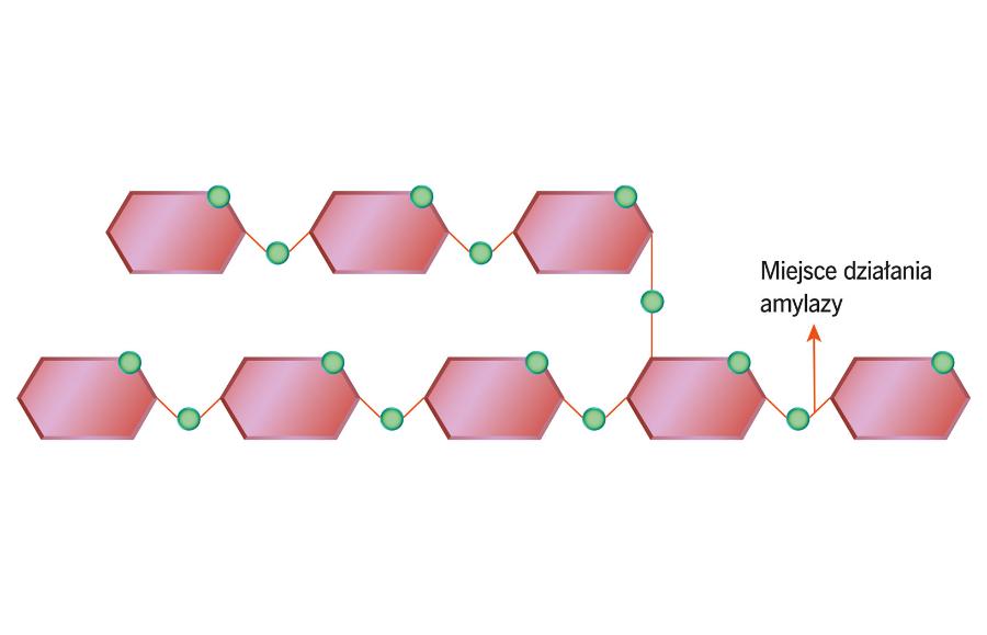 Budowa skrobi. Reszty glukozowe (różowe) łączą się w długie łańcuchy m.in. wiązaniami a-1,4-glikozydowymi, które są przecinane przez amylazy.