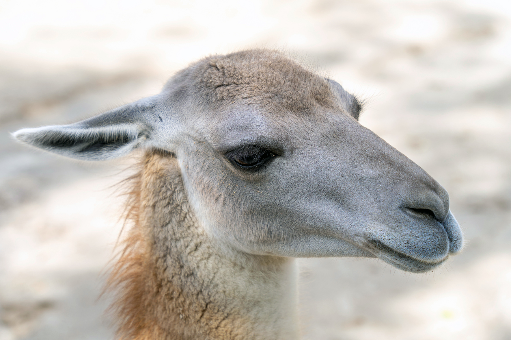 Lamy inspirują powstawanie nowych leków