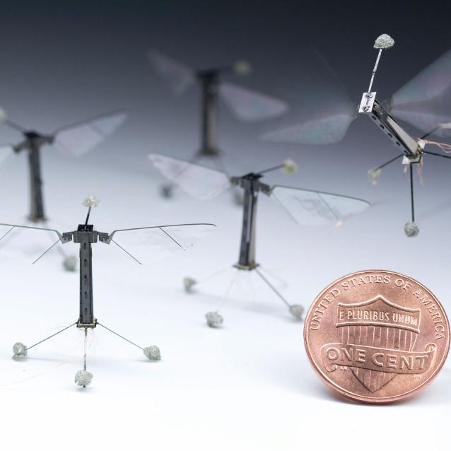 Pierwsza wersja RoboBee, której udało się wznieść na napędzanych piezoelektrycznie skrzydłach.