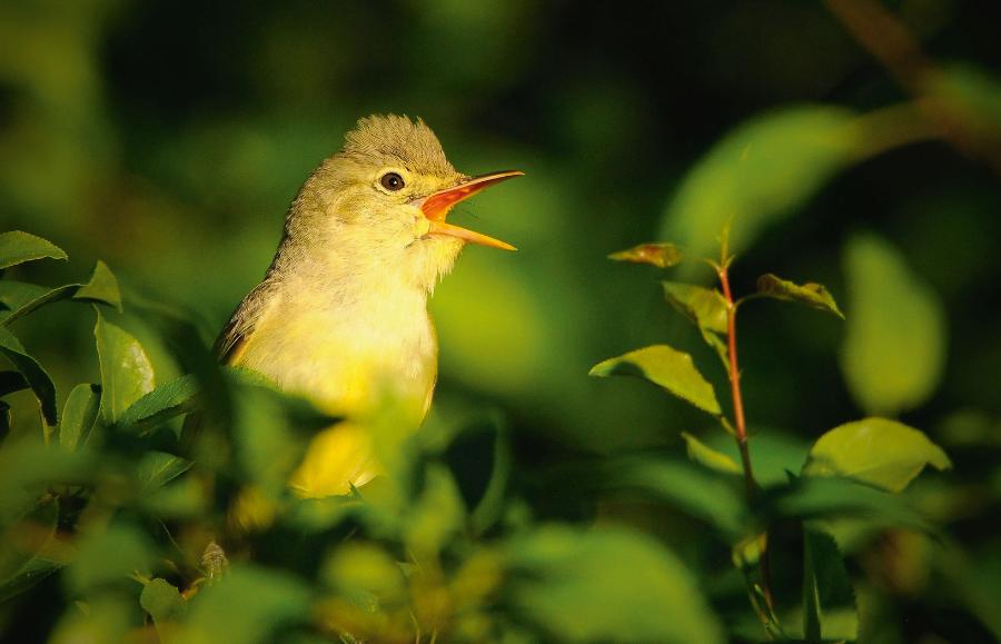 Zaganiacz jest fenomenalnym śpiewakiem wplatającym w swoje pieśni wiele zapożyczonych motywów, szczególnie tych gatunków ptaków, które bytują w jego sąsiedztwie.