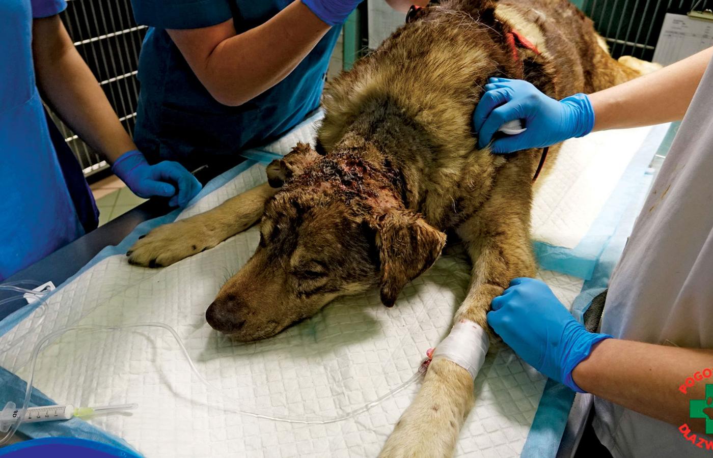 Siedmioletni Charon – jeden z psów uratowanych podczas interwencji w schronisku w Radysach. Miał głębokie rany po pogryzieniu.