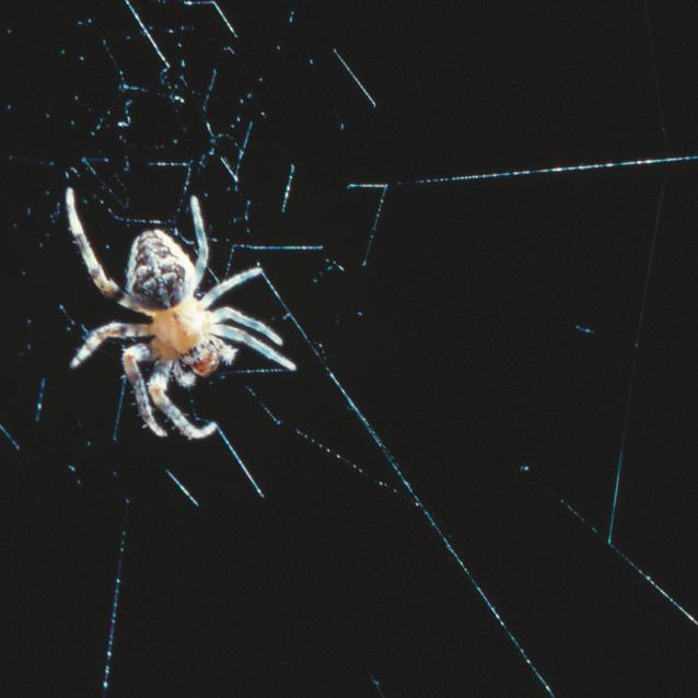 Nawet pająk z czterema krótszymi odnóżami przędzie doskonałą sieć.
From “Spider Webs Inspiring Soft Robotics,” By Fritz Vollrath and Thiemo Krink, In Journal of the Royal Society Interface; November 11, 2020 (https://doi.org/10.1098/rsif.2020.0569)