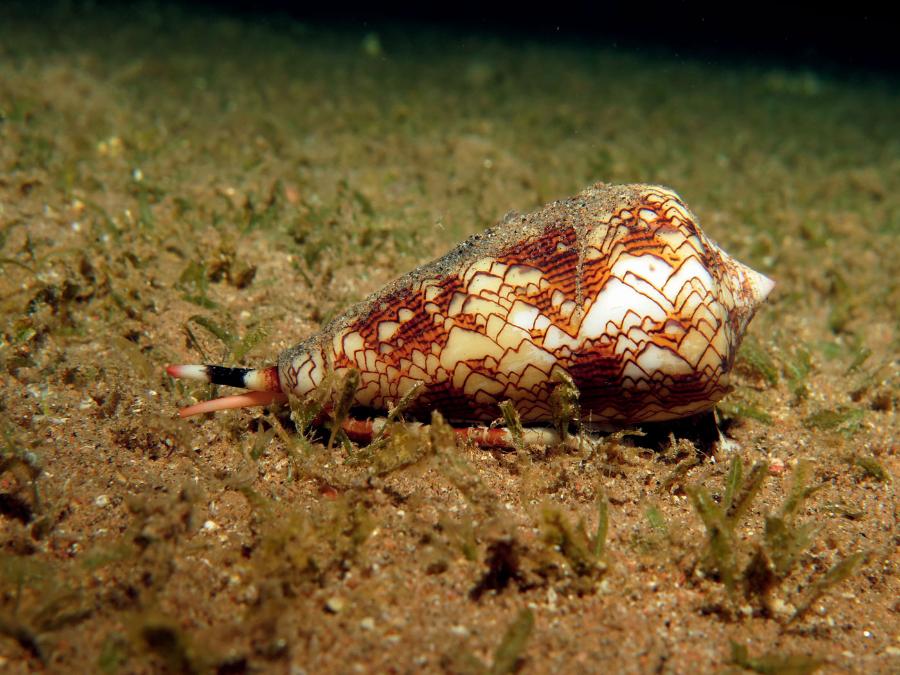 Ślimaki z rodzaju Conus produkują jeden z najsilniejszych jadów w królestwie zwierząt.