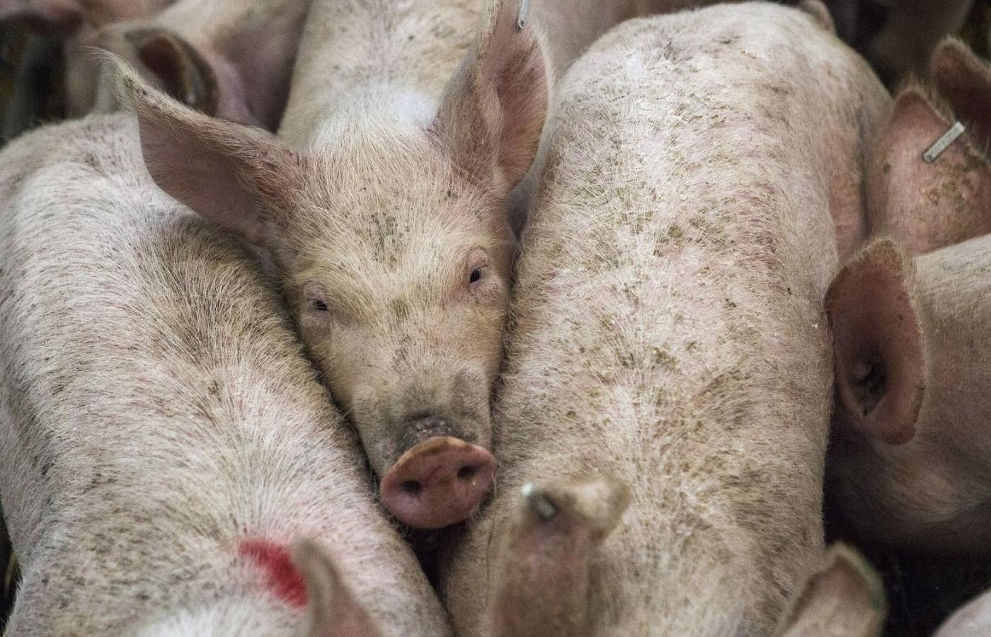 Do Polski epidemia ASF, czyli afrykańskiego pomoru świń, dotarła przez Rosję i Białoruś z Gruzji i Armenii, gdzie pierwsze przypadki choroby odnotowano w 2007 r.