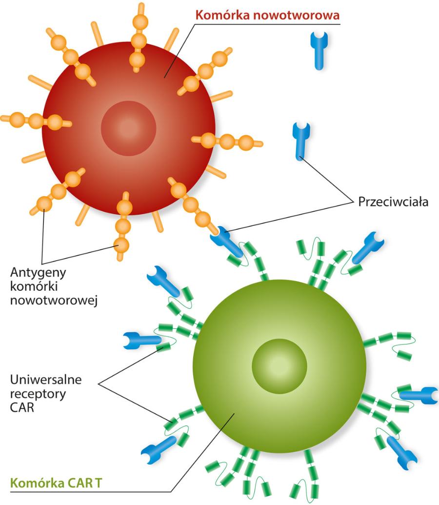 Uniwersalne limfocyty CAR pozbawione są części receptora rozpoznającej antygen. Brakującą część (przeciwciało) dopasowuje się do rodzaju nowotworu (jego antygenów) i podaje pacjentowi. W organizmie człowieka łączy się ona z limfocytem CAR, powodując jego aktywację.