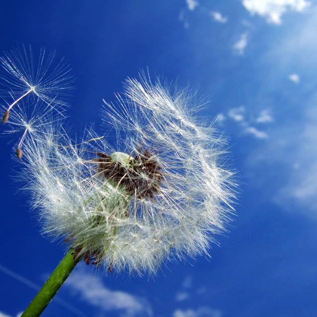 Taraxacum officinale.