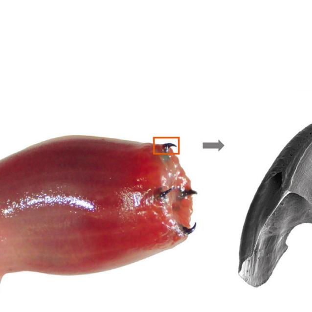 Szczęka i kły Glycera dibranchiata.