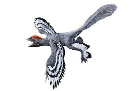 Anchiornis