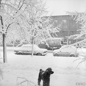 Nawet zwierzęta potrafią się cieszyć śniegiem… Warszawa, 1978 r.