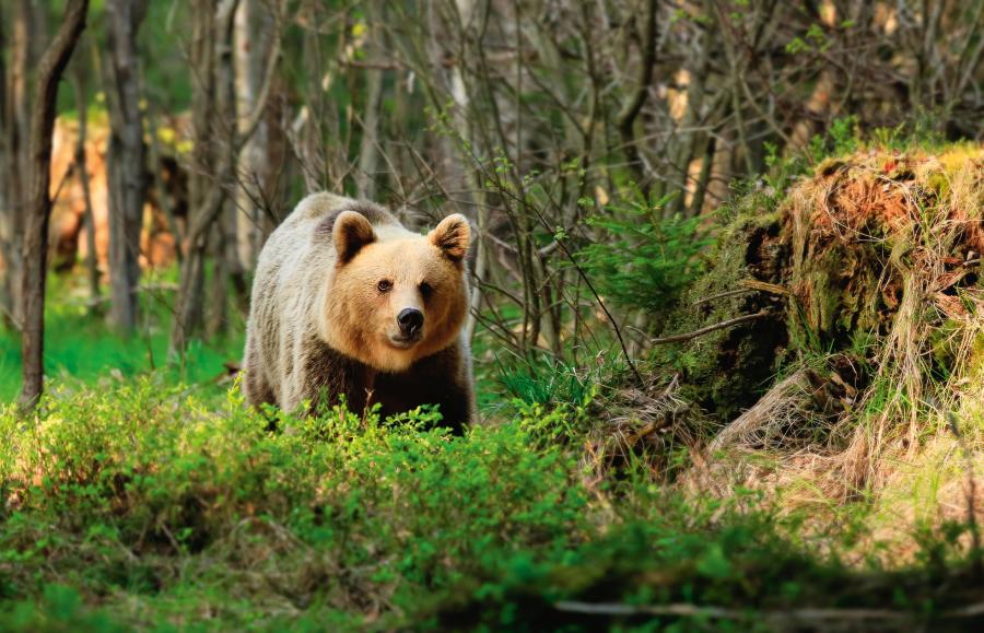 Niedźwiedź sfotografowany w Tatrach Słowackich.