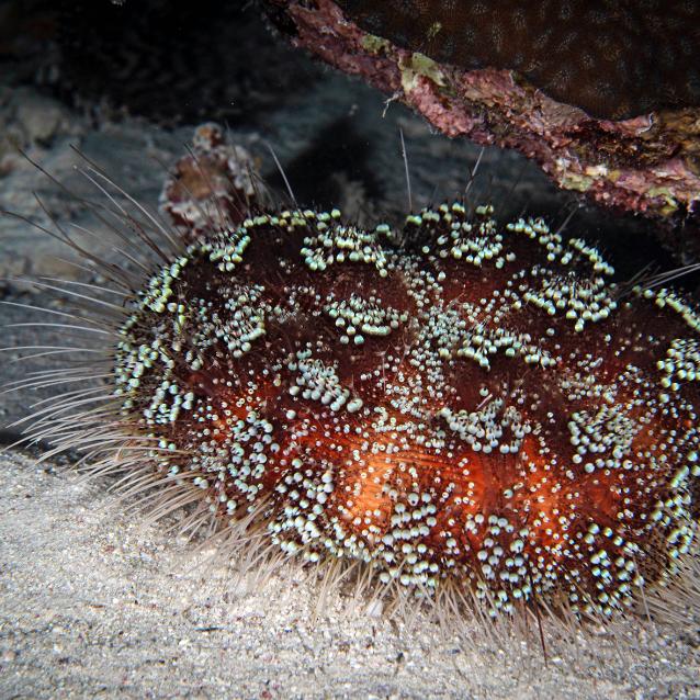 Nie ma jak życie w oceanicznym Hadesie