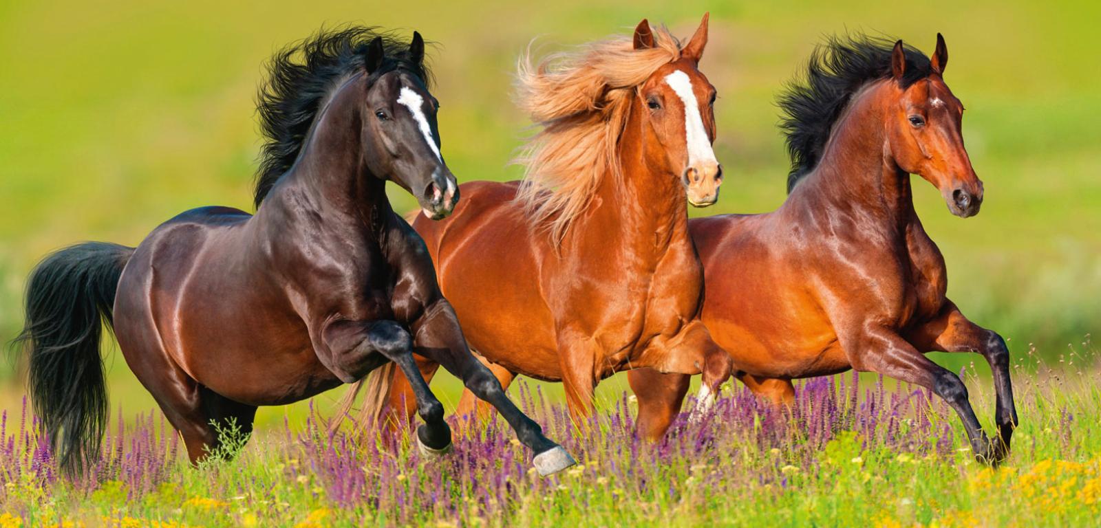 Galop jest jednym z czerech rodzajów chodu, w czasie którego koń osiąga prędkość ok. 35 km/h.