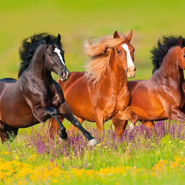 Galop jest jednym z czerech rodzajów chodu, w czasie którego koń osiąga prędkość ok. 35 km/h.