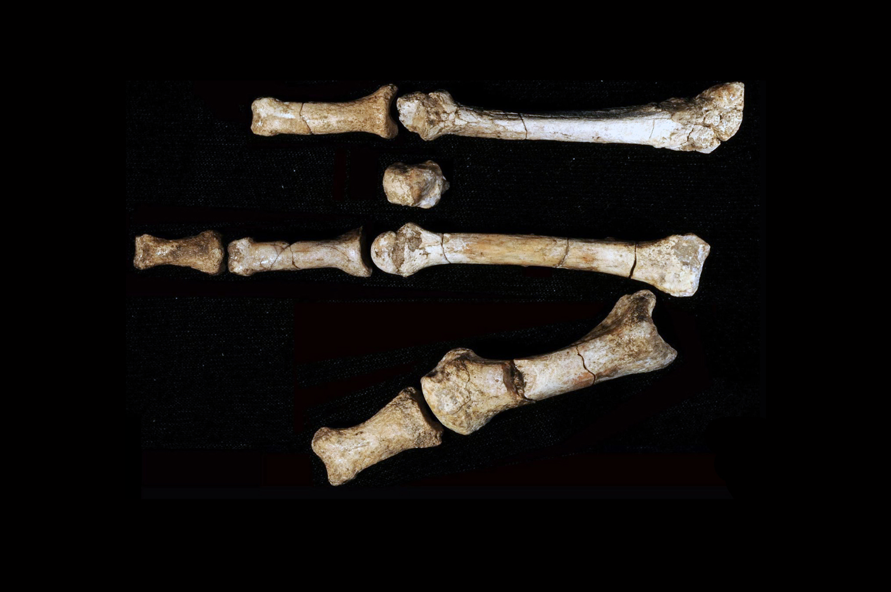 Australopitek, który nie szedł śladami Lucy