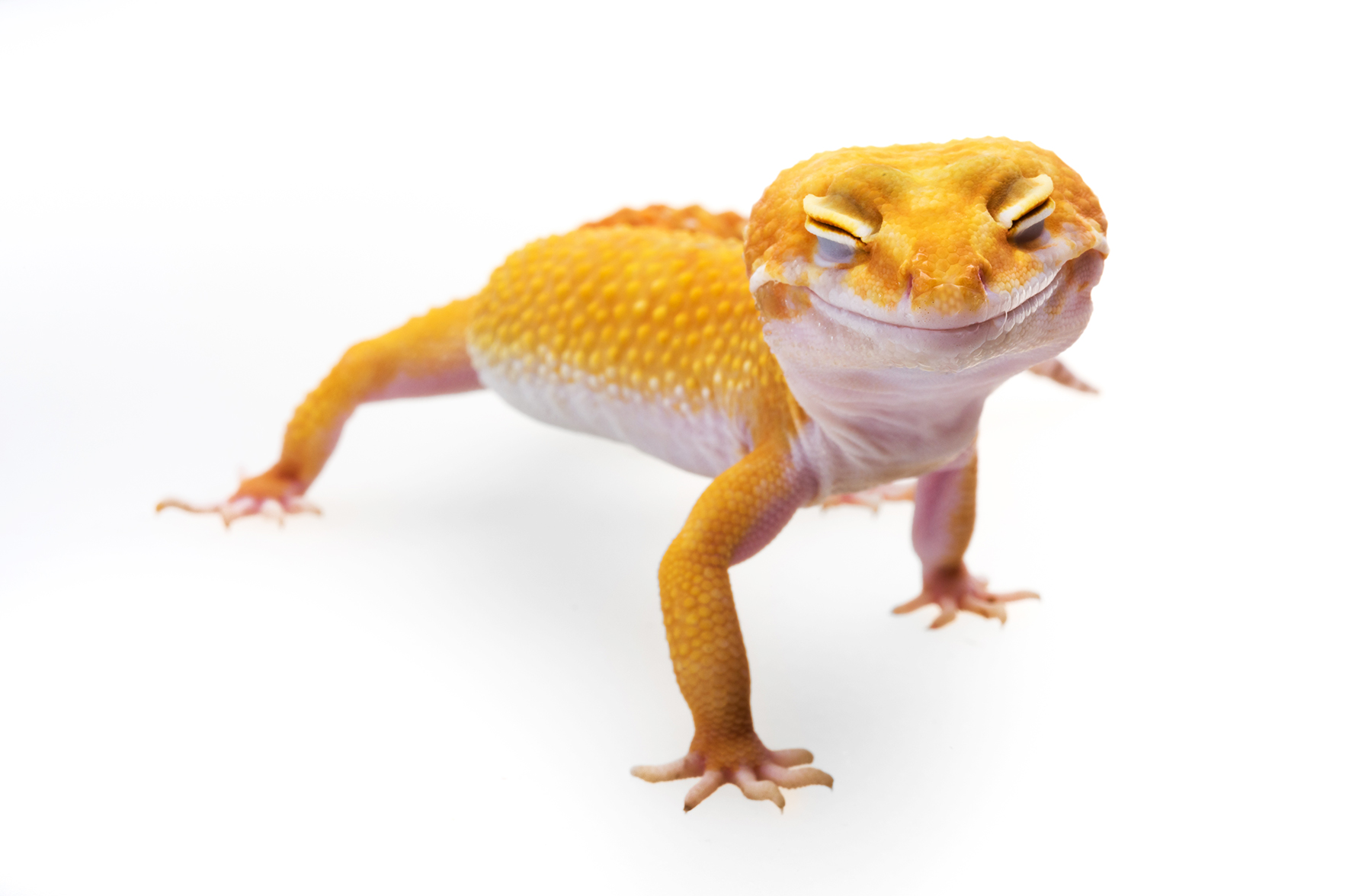 Wypij – nie polatasz, ale porozmawiasz po holendersku, czyli Ig Noble rozdano