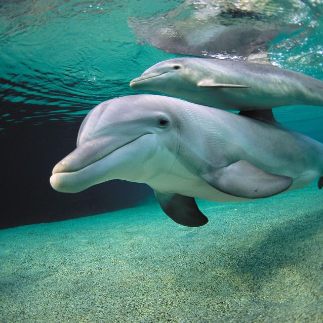 Humor delfina można poznać po tym, jak się przedstawia innym