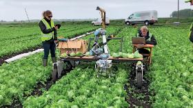 Vegebot z Cambridge University przy zbiorze sałaty rzymskiej.