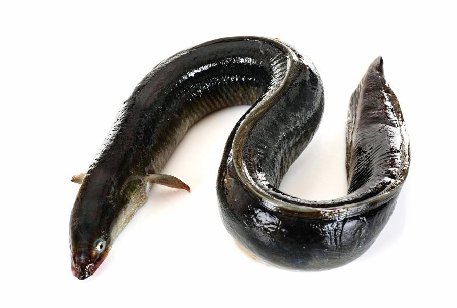 Czyżby rozwiązaniem zagadki miał być wielki węgorz? Wiele na to ­wskazuje. Największe osobniki w Europie dorastają do 2 m.