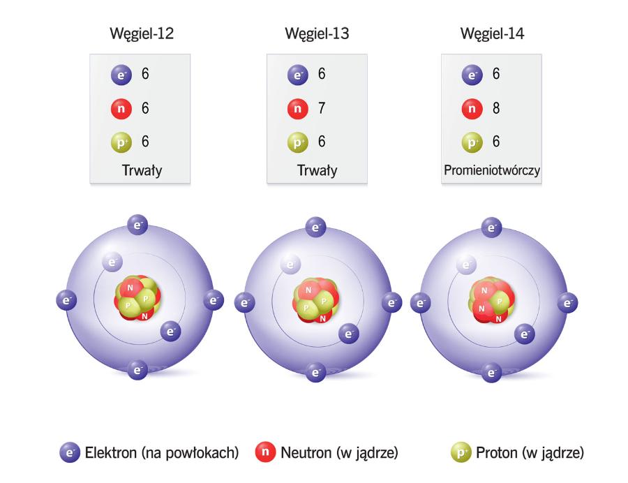 Porównanie naturalnych ­izotopów węgla. Różnią się liczbą neutronów w jądrze.