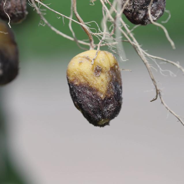 Zaraza ziemniaczana, wywołana przez Phytophthora infestans, to poważna choroba ziemniaków i pomidorów. Objawy to ciemne wodniste plamy na bulwach.