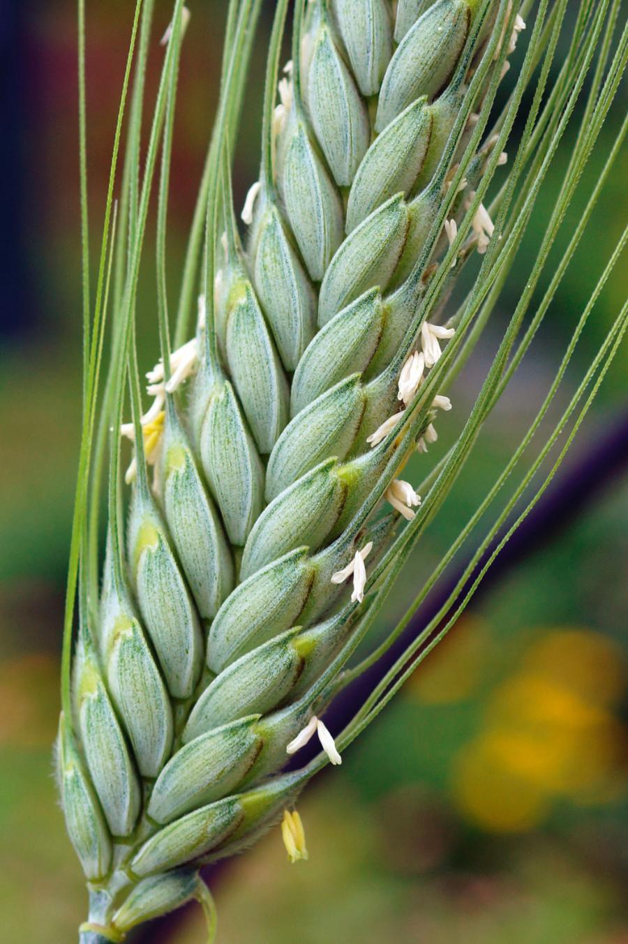 Kwitnąca pszenica płaskurka „Black Winter Emmer” (Triticum dicoccon var. Atratum). Ten naturalny mieszaniec powstał ok. 11 tys. lat temu przez skrzyżowanie się dwóch gatunków.