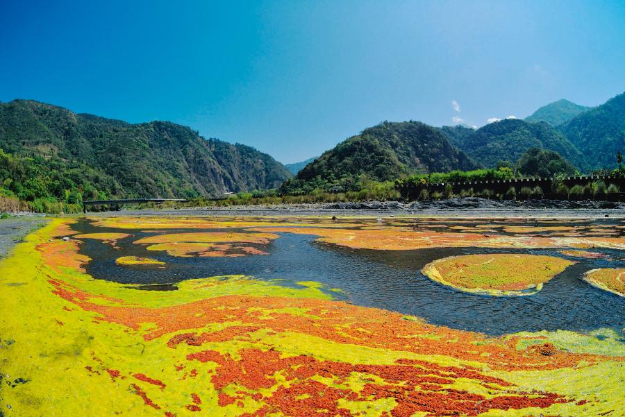 Wodne paprocie pokrywają rzeki Tajwanu.